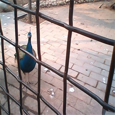 ӱPlYW(wng)SL(zhng)νzW(wng)ƽ\B(yng)i܈W(wng)