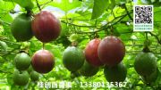 ϾϾl(f)rNVԽϰa(chn)