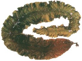ȡsws