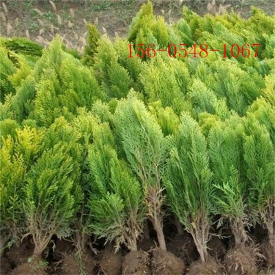 (yng)1.2-1.5ׂ(c)؎l(f)؛-2ׂ(c)3ׂ(c)؈(bo)