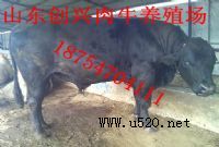 ţكr(ǸţB(yng)ֳ)ţB(yng)ֳO(sh),B(yng)ţ(D)
