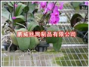 (yng)紲W(wng)紲W(wng)Ƭ\紲W(wng)紲\W(wng)S(D)