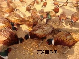 Ʒ߲ɽuҰul(f)