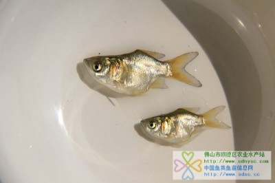 sǻ~sǴ^