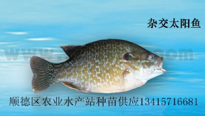 s̫~߅̫~硢̫~