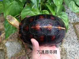 SXһֻЈr
