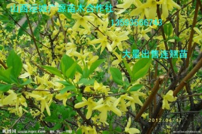 BNˎBN