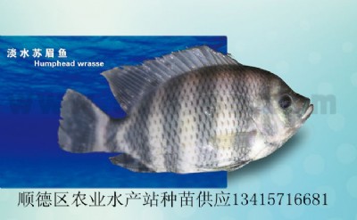 ˮKü~Kü