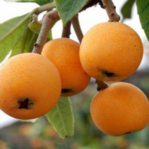 ُ(gu)޽