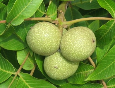 a(chn)繩(yng)