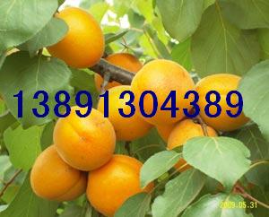 ̫ӻ/̫Ӯa(chn)/P/Ӄr(ji)/l(f)