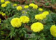 f(wn)۾ȡMarigold P.E(D)