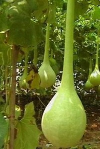 ^pJN   LJԲʺJ