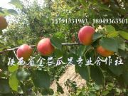 2017̫Ӯa(chn)S@tl(f)r(ji)