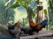 xu繩FꖿڱõĴl(f)u1̖l(f)