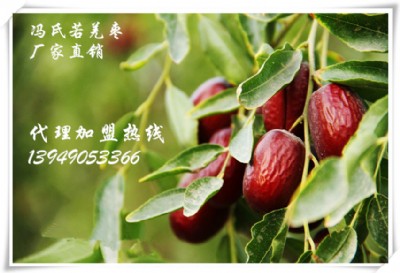 TǼҗȫļM