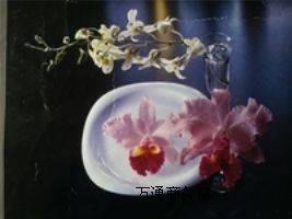 (yng)ӡC һC N|(zh)ӡˢ ¸ӡˢCе