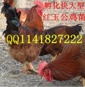 tur tuDƬ tuƷN