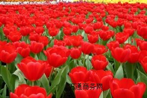(yng)orõ廨rO(sh)S޹