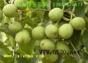 8518(yu)|(zh)޽Ӻ(D)