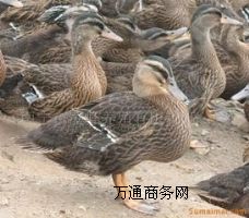 ҰB(yng)ֳ(chng)Ұחll(f)