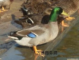 L(zhng)ҰB(yng)ֳ(chng)ҰwԼҰחll(f)