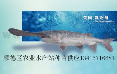 \~硢~