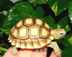 K_(d)Ј(chng)r(ji)X(qin)һֻ