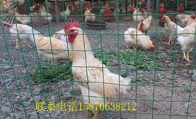 (zhn)B(yng)ֳFzW(wng) ҰuB(yng)ֳW(wng) zW(wng)Ʒ ȦɽȦS