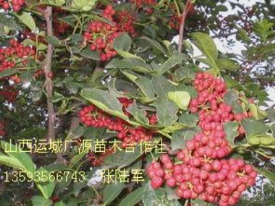 ̓r(ji)(yu)ݳ