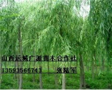 78ִzĺ