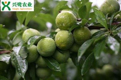 綨ֲr(sh)ںͷ